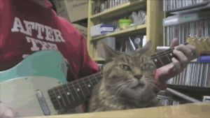 cat,guitar,annoyed