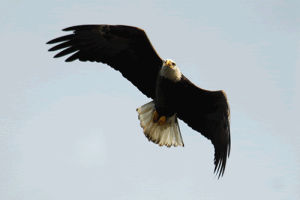 eagles,flight,learning,blythe