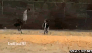 ostrich,boy,animals,running,chasing