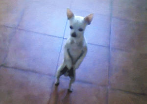 chihuahua,funny or die,funny,cute,dancing,dog