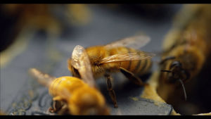 bee,animals being jerks,honeycomb,honey