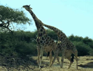 fighting,giraffes
