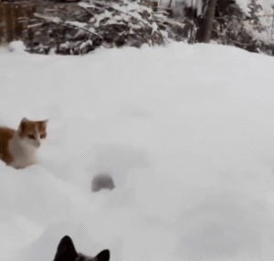 cat,snow,watch,t,interestings