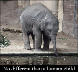 GIF animals elephant spray - animated GIF on GIFER