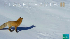 bbc,fail,fox,snow,jump,hunt,leap,faceplant,planet earth 2,grasslands