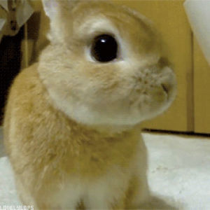rabbit,cute rabbit,nibble,animals,shaking,cuteanimal