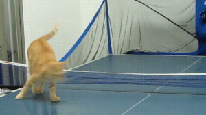 tennis,table,cat,play