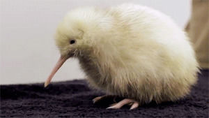 Kiwi Gif Find On Gifer