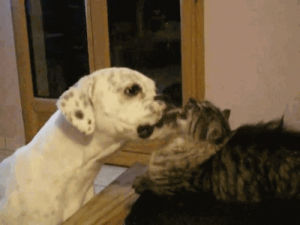 lick,cat and dog,dog and cat,cat,dog