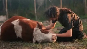 cow,loving cow,animal friendship,man and cow,like a big dog