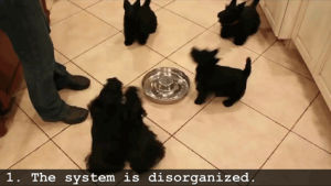 scottish terrier,science,dogs,puppy,puppies,tedx