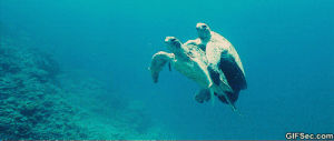 turtles,sea,sec
