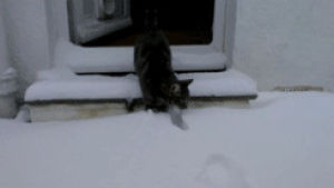 cat,snow