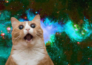 space,phychedelic,cat,high,space cat,galaxies