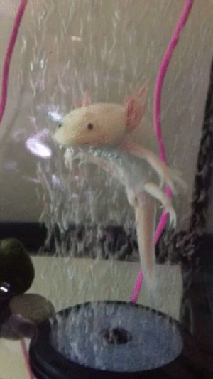 axolotl,acquarium,toy