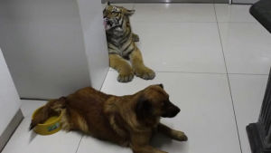 animals being jerks,tiger,cub,taps