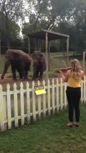 violin,elephants,girl