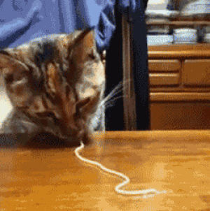 GIF eats cat man - animated GIF on GIFER