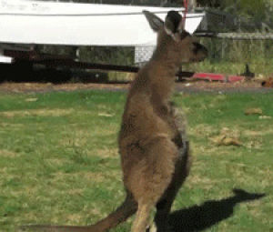 baby,animal,joey,kangaroo,trilogy