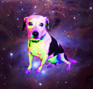 space,dogs,lack