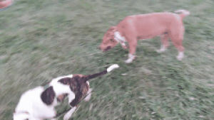pitbull,dog,park,arthur,leash