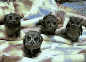 baby owl,nice,like,silly,owl,funny,cute