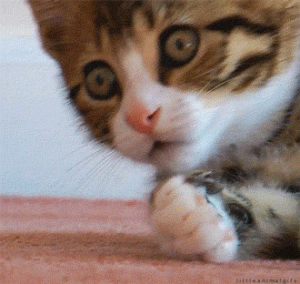 omg,surprised,reaction,cat,shock,shocked,surprise,cute cat,woah,kittie,im cute,what did you just say