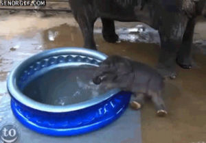elephant,cute,pool