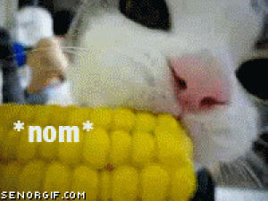 cat,kitty,nom,corn,first post