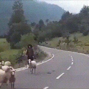 animals being jerks,sheep,random,acts,halsey music video