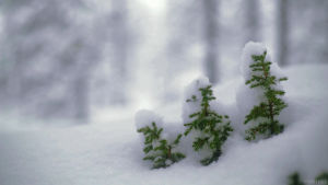 nature,snow,snowing,living stills,cinemagraph,white,forest,cold,freezing