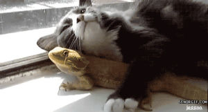 cuddling,unlikely couple,cat,animals,cute,lizard,lizards