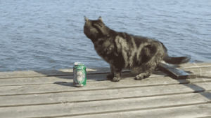 beer,cat