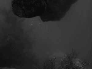 vintage,diving,swimming,creature,black and white,animals,octopus,old movie,sealife