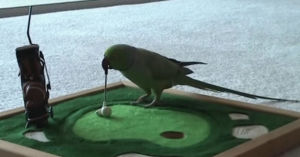 golf,bird,playing
