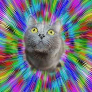 hallucination,psychedelic,drug,lsd,cat,cute,trippy,weird,animal,pet,visual,stare