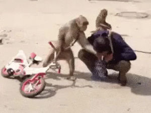 monkey,cigarette,steals,animals being jerks