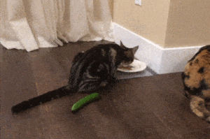 cat,hungry,cucumber