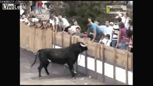angry,pain,fail,animals,jump,ouch,bull,bulls