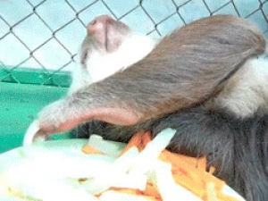 celery,eating,sloth,too sleepy