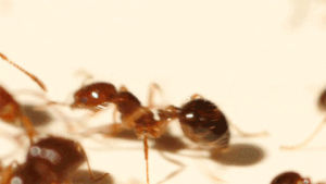 ants,summer,fire ants,its okay to be smart