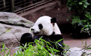panda,animals,animal,eating,bear,panda bear,grasping,giant pandas