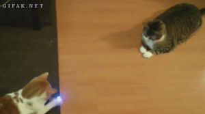 laser,cat,ping pong