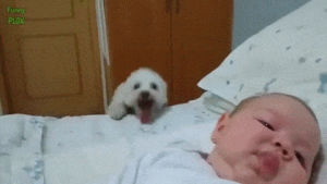 bed,dog,baby,excited,jumping