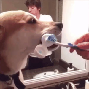 toothpaste,toothbrush,brush your teeth,helpful dog,helping dog