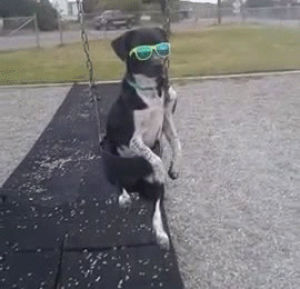 dog,sunglasses,swing,wear