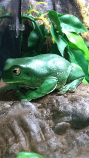 animals,animal,pets,frog,amphibian,jens,green tree frog