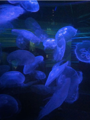 jelly fish,jellyfish,moon jellyfish,animals,colors,swimming,california academy of sciences
