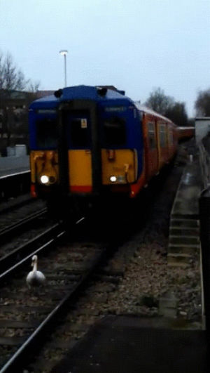 train,swan,commuter