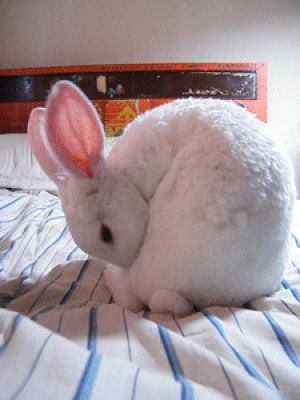 rabbit,cute,cleaning,ears,grooming,bath
